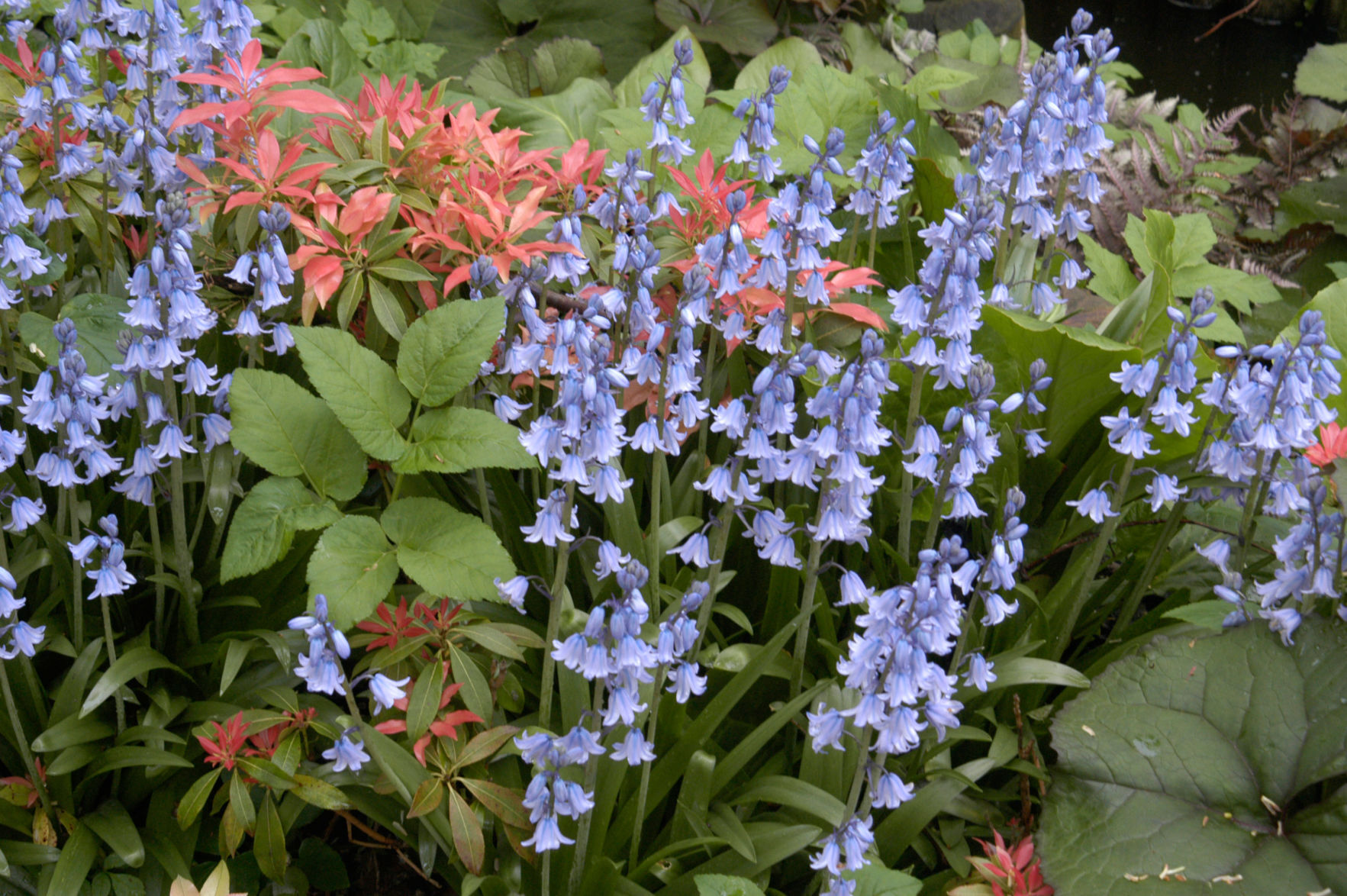 Spanish Bluebells, Hyacinthoides hispanica